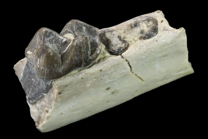 Fossil Horse (Mesohippus) Jaw Section - South Dakota #140890